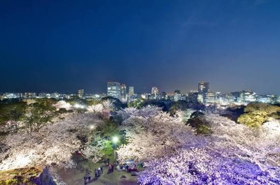舞鶴公園 夜桜
