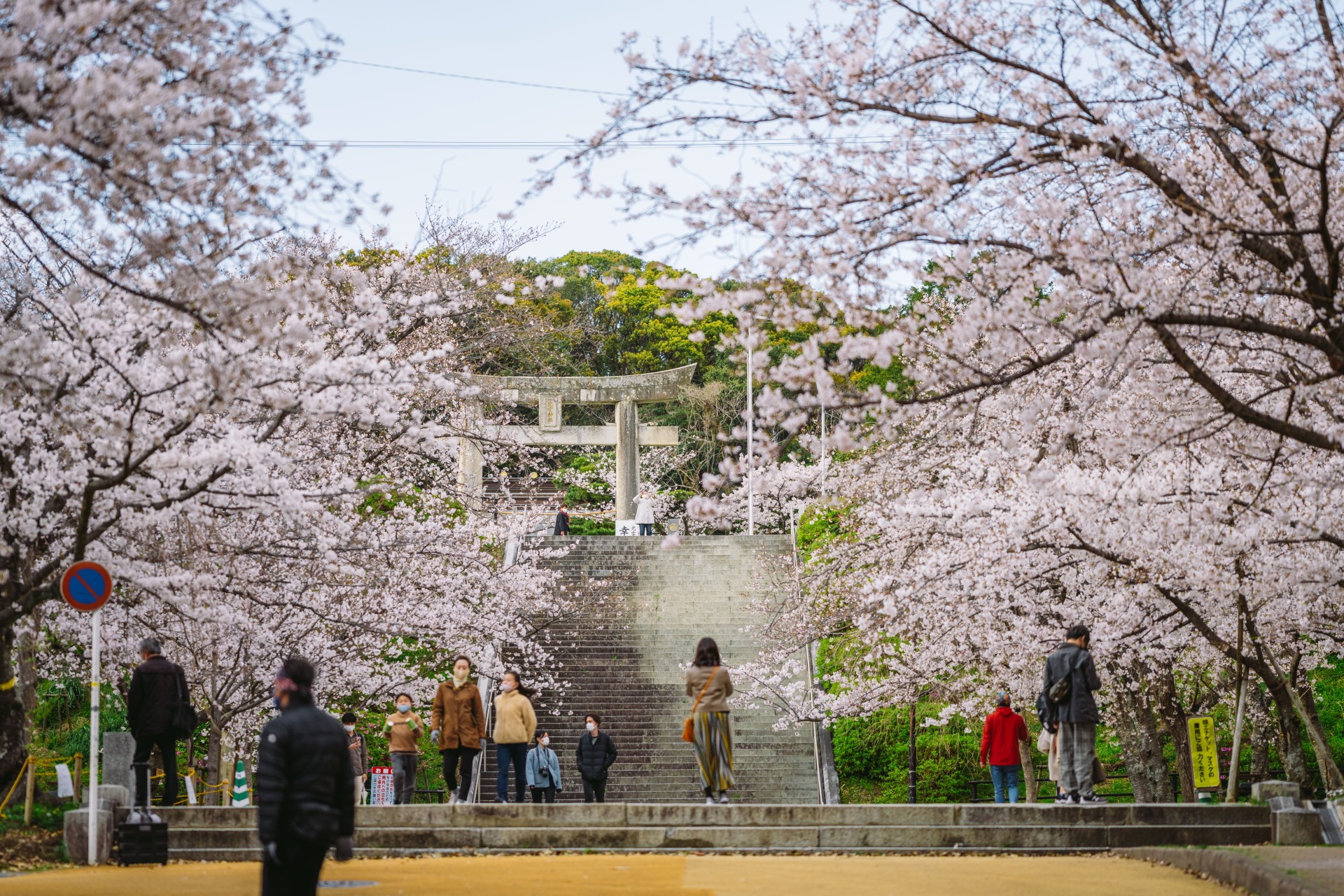 西公園の桜