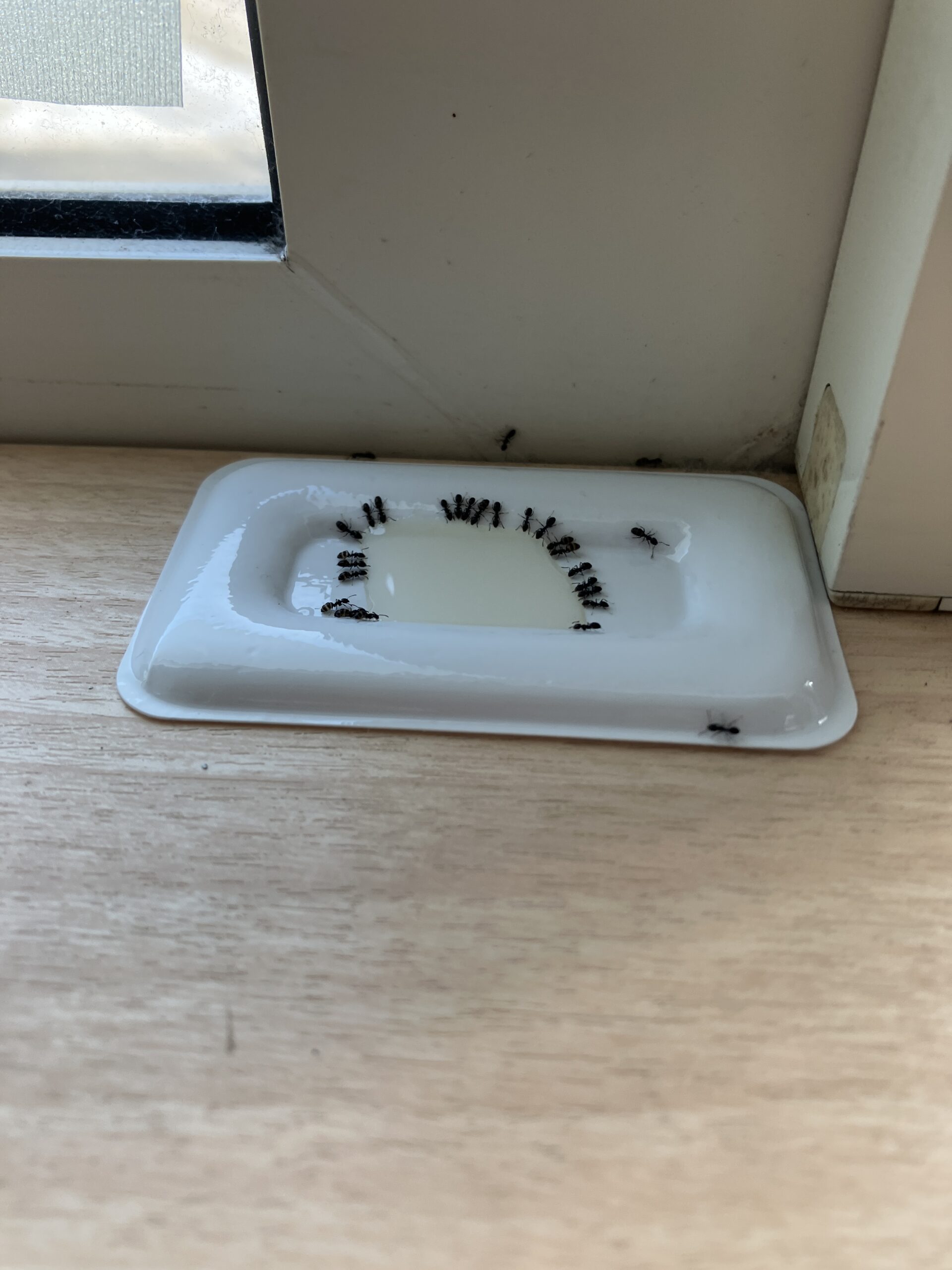 アリメツに集まるアリ